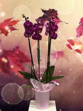 Charger l&#39;image dans la galerie, Orchidée Phalaenopsis
