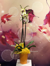 Charger l&#39;image dans la galerie, Orchidée Phalaenopsis
