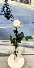 Charger l&#39;image dans la galerie, Rose éternelle Tige
