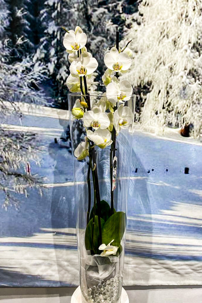 Vase Orchidée